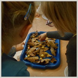 Galasówki na liściach dębu